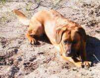 Lost Dog