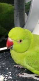 Lost Indian Ringneck Parakeet