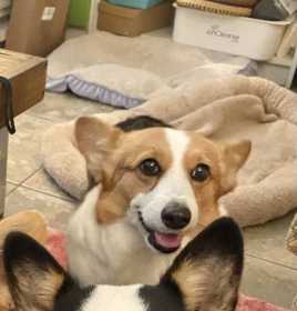 Lost Dog