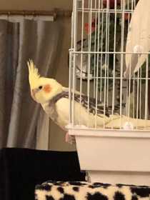 Lost Cockatiel