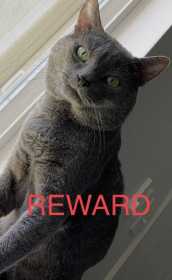 Lost Cat
