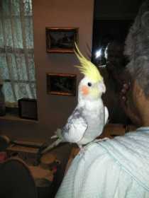 Lost Cockatiel