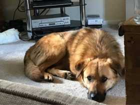 Lost Dog