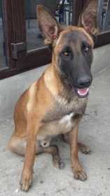 Lost Dog