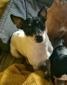 Lost Dog