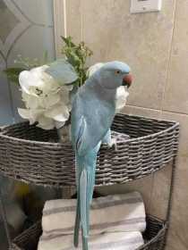 Lost Indian Ringneck Parakeet