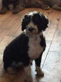 Lost Dog
