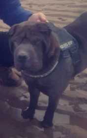 Lost Dog