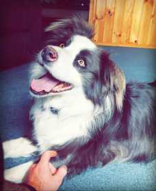 Lost Dog