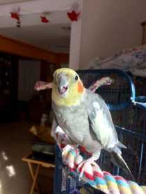 Lost Cockatiel