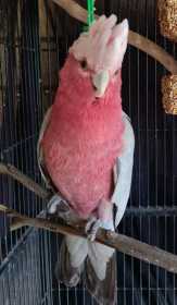 Lost Galah Cockatoo