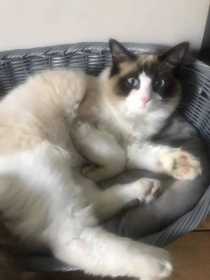 Lost Cat