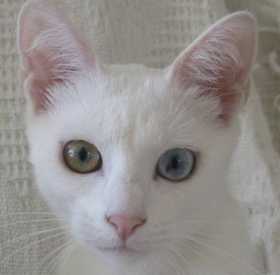 Lost Cat