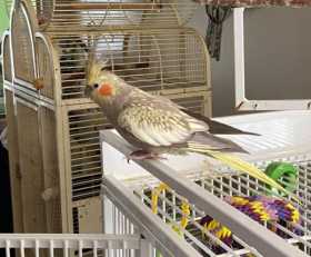 Lost Cockatiel