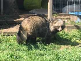 Lost Raccoon