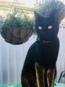 Lost Cat