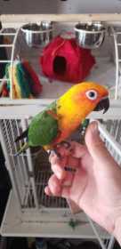 Lost Conure