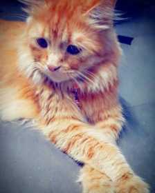 Lost Cat