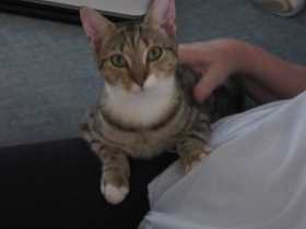Lost Cat