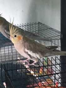 Lost Cockatiel