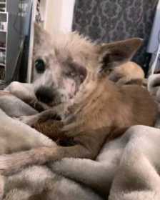Lost Dog