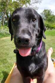 Lost Dog