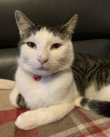 Lost Cat