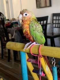 Lost Conure