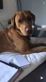 Lost Dog