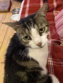 Lost Cat