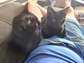 Lost Cat