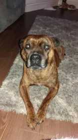 Lost Dog