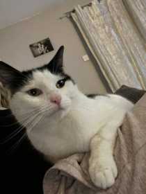 Lost Cat