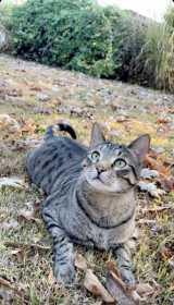 Lost Cat
