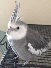 Lost Cockatiel