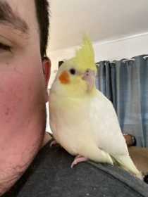 Lost Cockatiel