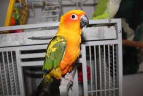 Lost Conure