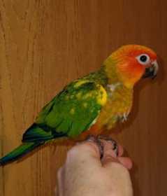 Lost Conure