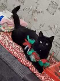Lost Cat