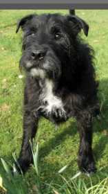Lost Dog