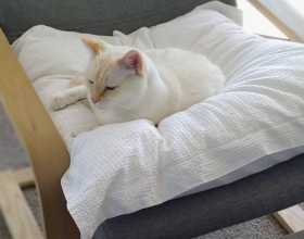 Lost Cat