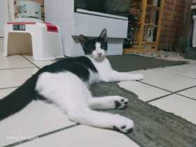 Lost Cat