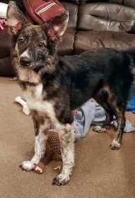 Lost Dog