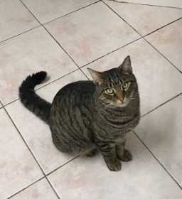 Lost Cat