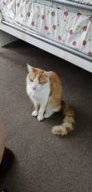 Lost Cat