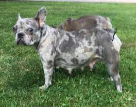 Lost Dog