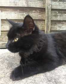 Lost Cat