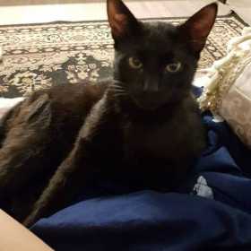 Lost Cat