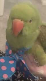 Lost Indian Ringneck Parakeet