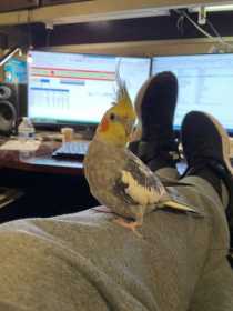 Lost Cockatiel